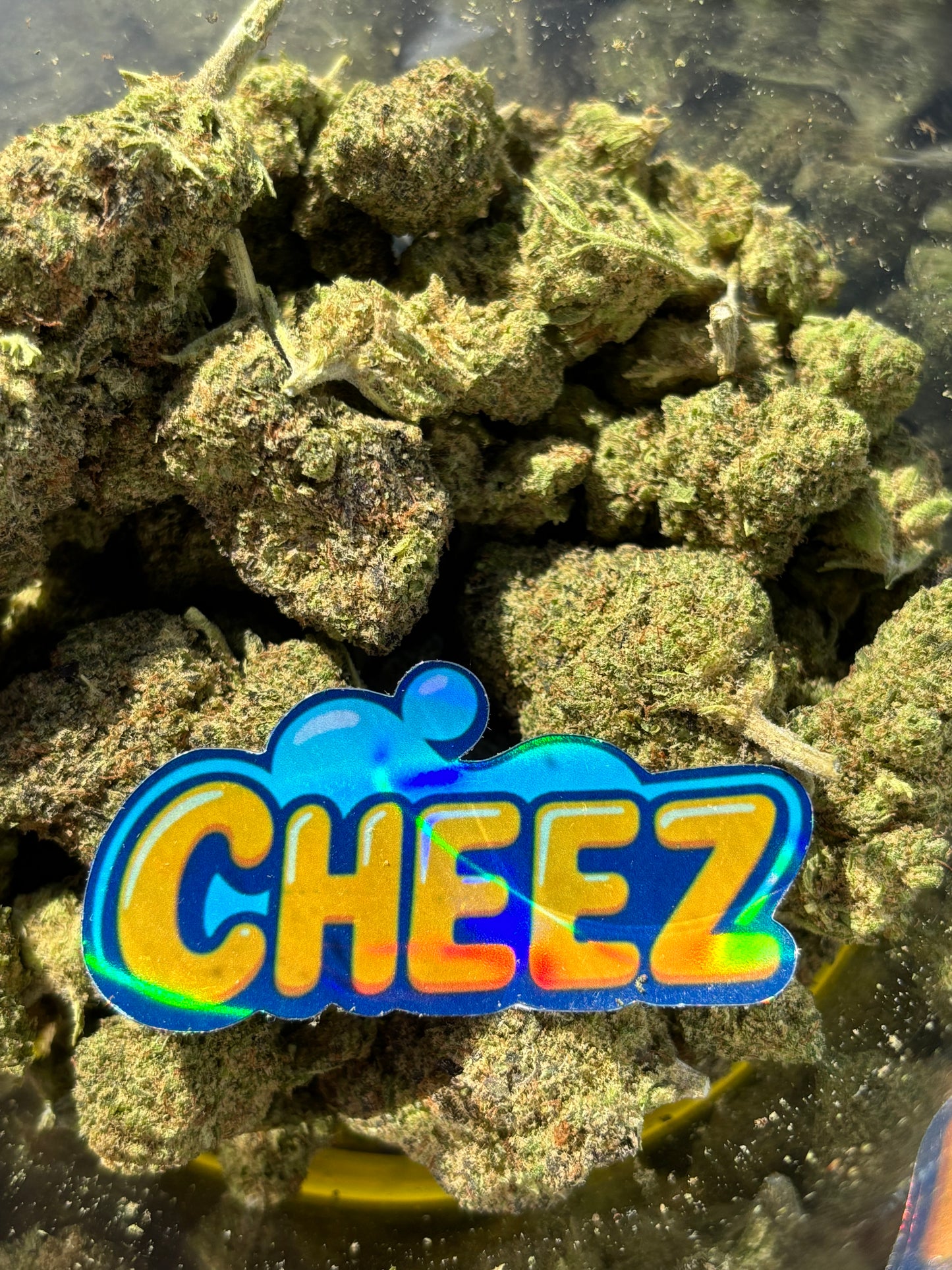 photo en gros plan des fleurs de CBD ZUCHI . les bud sont big bud et compacte. La couleur est verte clair avec de beau reflet violet